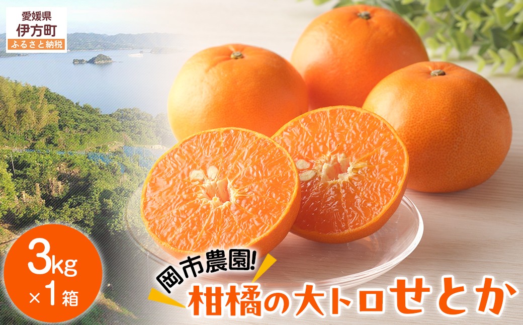 
                  【先行予約】【数量限定】岡市農園！柑橘の大トロせとか3kg×1箱（2027年2月下旬より順次発送）  【ふるさと納税 人気 おすすめ ランキング 柑橘 みかん ミカン 蜜柑 せとか 果物 フルーツ 柑橘の大トロ 農園直送 産地直送 岡市農園 愛媛県産 愛媛県 伊方町 送料無料】 IKTV007 
                