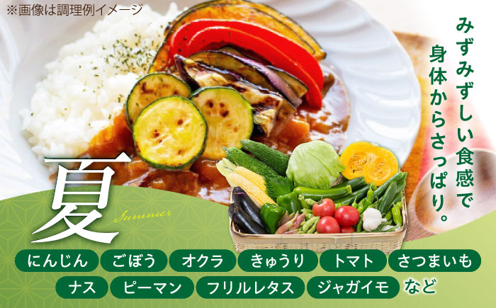 【全6回定期便】【数量限定】旬の 野菜 セット (約3kg/野菜7-8品程度) / 野菜 新鮮 旬 詰合せ セット 熊本県 菊陽町 特産品 【有限会社さんふれあ】 [BHAK025]