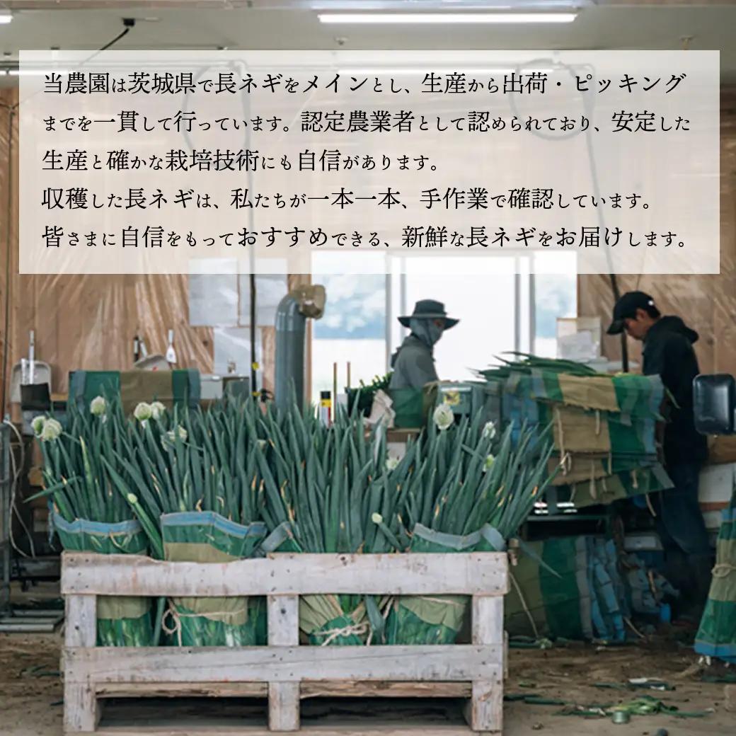 2026年11月下旬以降発送 長ネギ 2L 約5kg 約24-30本 農家直送 