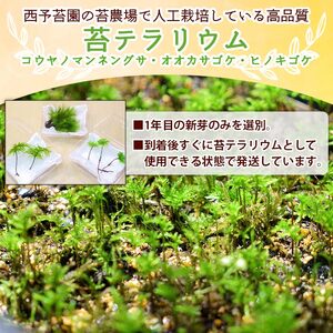 コウヤノマンネングサ・オオカサゴケ・ヒノキゴケの苔テラリウム用3種パック 人工栽培最高品質