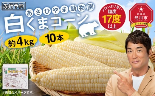 【26年発送先行予約】あさひやま動物園しろくまコーン 10本（約4kg）2026年8月下旬から発送開始予定 【 とうもろこし 人気 北海道 糖度 野菜 白いとうもろこし 白いスイートコーン 産地直送 ホワイトレディ コーン 玉蜀黍 旬 お取り寄せ 旭川市 北海道 】_00308