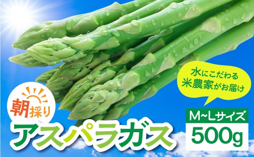 数量限定《先行予約》令和8年産 6月下旬～順次発送 米 農家がつくる！ 水にこだわった朝採れアスパラガス M~L 500g 野菜 春野菜 夏野菜 アスパラ 朝採れ 訳あり わけあり 不揃い お米 農家 池本農園 飛騨市  10000円 1万円