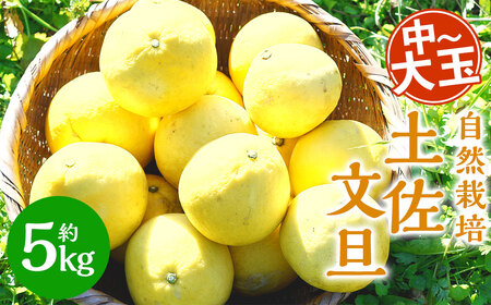 【中～大玉】自然栽培 土佐文旦 約5kg くだもの 果物 フルーツ 柑橘 岡垣町 【2026年3月上旬～4月下旬順次発送予定】