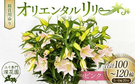 ユリ専門＜深花園＞観賞用ゆり オリエンタルリリー ピンク 5~6輪 20本 F23R-532