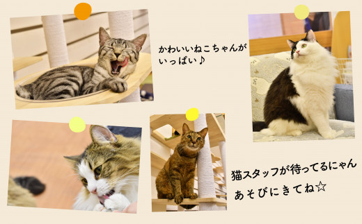 猫カフェいろり　ご利用優待券（1時間分）×3枚セット