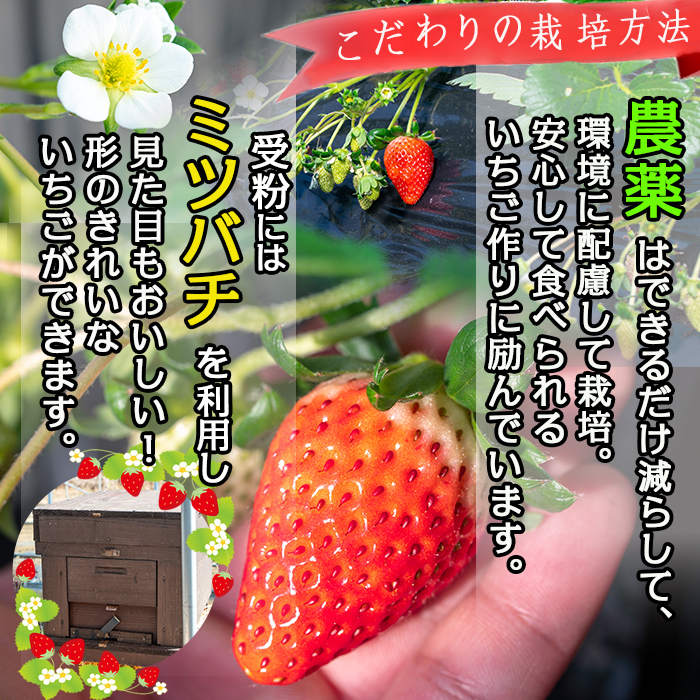 ＜先行予約受付中！2027年1月上旬以降順次発送＞いばらキッス1セット（大粒9～12粒） いちご イチゴ 苺 旬 フルーツ 青果 果物 デザート 茨城 冷蔵 【たつのくち農園】【ho1464】