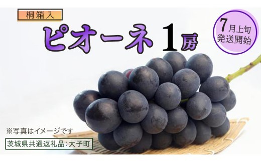 
                  【 選べる 房数 】【桐箱入り】 ピオーネ １房 ２房【2026年7月上旬発送開始】(茨城県共通返礼品：大子町) ブドウ ぶどう 葡萄 ピオーネ 果物 フルーツ 果実 贈答用 贈り物 ギフト プレゼント
                