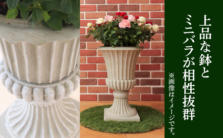 産地直送 ミニバラ トロフィーカップ（小） くっきり（濃いMIX） [11月～4月 お届け] 品種 おまかせ のため 訳あり 訳アリ 四季咲き ミニバラ 花 ガーデニング 生産量 日本一 天皇杯 鉢植