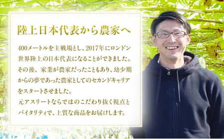 【早期予約】朝採りシャインマスカット 約2kg(3房～4房) 名峰讃岐富士育ち 煌めきの果実 マスカット シャインマスカット ぶどう 葡萄 ブドウ フルーツ 果物 香川県 丸亀市