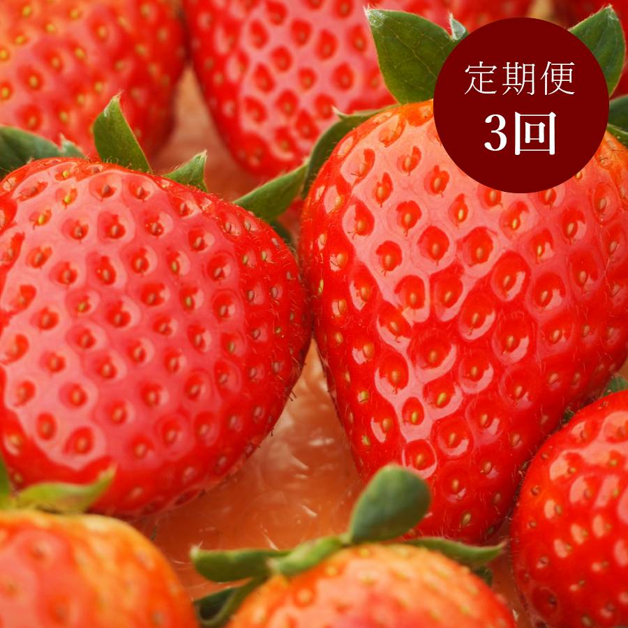 ＜奈良のいちごやさん＞苺「古都華」（大サイズ）8粒ｘ2パック（計16粒）【3ヵ月定期便】