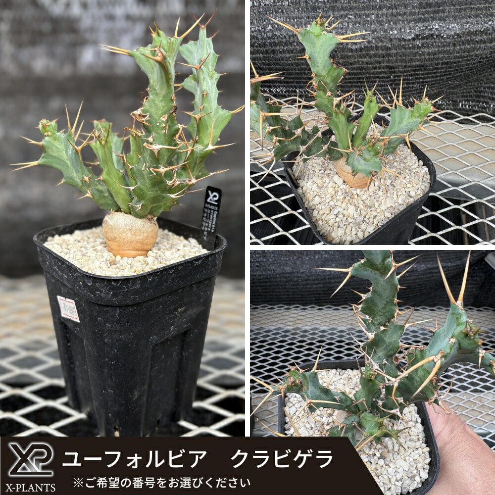 【ふるさと納税】ユーフォルビア クラビゲラ X-PLANTS 珍奇植物 ビザールプランツ 塊根植物