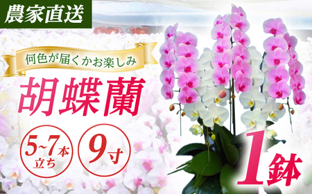 【5~7本立ち9寸】生産農家直送！胡蝶蘭 1鉢【足柄金太郎洋蘭園】開成町 胡蝶蘭 洋蘭 胡蝶蘭 蘭 お花 胡蝶蘭 生花 胡蝶蘭 鉢花 鉢 [BDAB013]