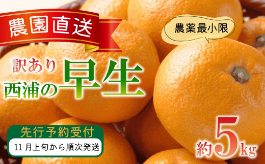 訳あり みかん 早生 5kg 木負観光みかん園 ミカン オンレジ 蜜柑 柑橘 フルーツ 旬 果物 国産 産地直送 季節限定 西浦 沼津市 静岡県