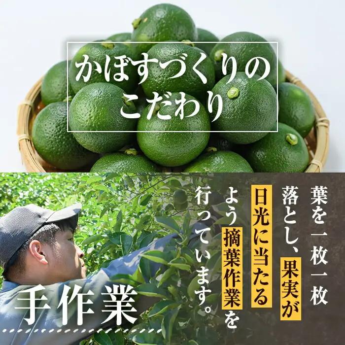 ＜先行予約受付中！2026年8月下旬以降順次発送予定＞おもとの丘の種なしかぼす(4kg)柑橘 かんきつ カボス 種無し 期間限定【111300900】【未来農林】