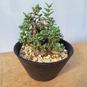 ケラリア・ピグマエア (発根管理済) A009｜観葉植物 コーデックス 盆栽 鉢植え インテリア ハコネコ [0662]