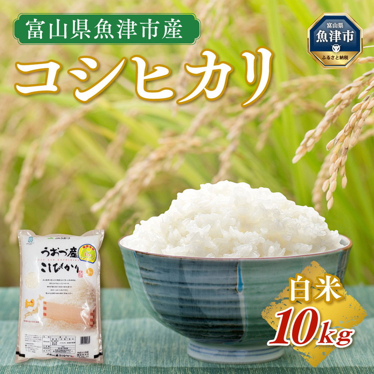 【令和7年度米】富山県 うおづ産米「コシヒカリ」10kg（5kg×2袋）（精米）｜こしひかり 新米 白米 ※北海道・沖縄・離島への配送不可 ※2025年10月上旬～2026年8月下旬頃に順次発送予定