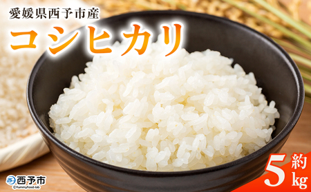 ＜愛媛県西予市産 コシヒカリ 5kg＞国産 愛媛県産 宇和町産 宇和米 こしひかり お米 米 コメ こめ 白米 精米 ご飯 新鮮 5kg 5キロ 選べる 特産品 大塚農園 愛媛県 西予市【常温】『2025年10月・11月頃から順次発送予定』UOT0002