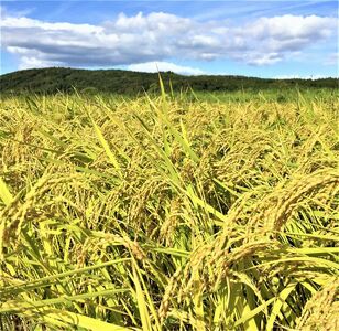 【発送時期が選べる】石川県能登産こしひかり玄米5kg（5kg×1個） / 米 玄米 5kg 日本初！世界農業遺産認定「能登の里山里海」の恵み ｜石川県 七尾市 能登 ※2025年10月下旬～2026年
