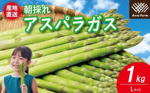 アスパラガス Lサイズ 1kg 《3月から出荷開始！》 アスパラ 朝採れ 弁当 野菜 グリーンアスパラ サラダ ベーコン 豚肉 巻き 甘い 国産 春野菜 新鮮 せいくらべ 徳島 阿南