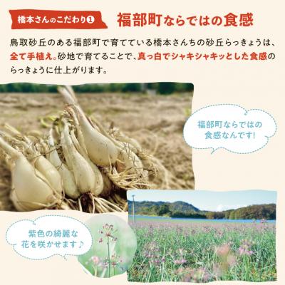 ふるさと納税 鳥取市 橋本さんちの砂丘らっきょう甘酢漬け 800g(瓶) |  | 01