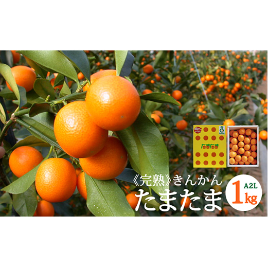 【期間限定発送】 糖度16度以上 きんかん 「たまたま」 1kg A2Lサイズ [農林産物直売所 美郷ノ蔵 宮崎県 美郷町 31ab0062] 金柑 柑橘 果物 フルーツ 国産