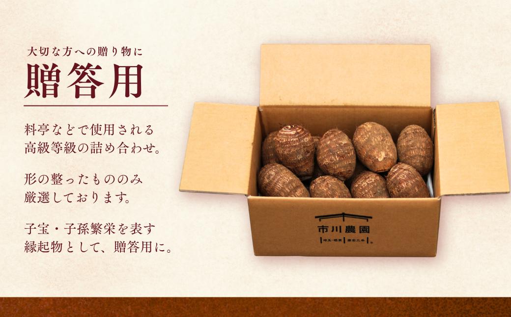 里芋 堀兼の里芋(贈答用)  2.5㎏ | さといも 里いも 里芋 サトイモ 土付 野菜 旬 新鮮 期間限定 季節限定 根菜類 根菜 煮物 芋煮 コロッケ 味噌汁 みそ汁 おでん 産地直送 市川農園 