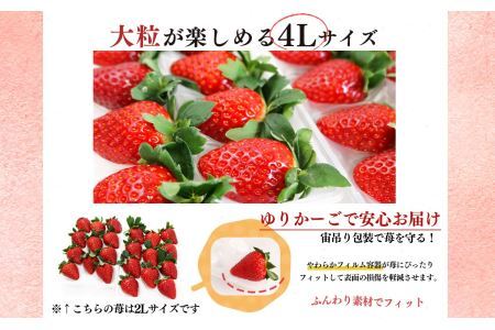 平群の古都華 いちご 4Lサイズ （2パック×2ケース） 計4パック 辻本農園 2025年2月発送 | 果物 くだもの フルーツ 苺 イチゴ いちご ストロベリー 古都華 ことか 旬の品種 産地直送 