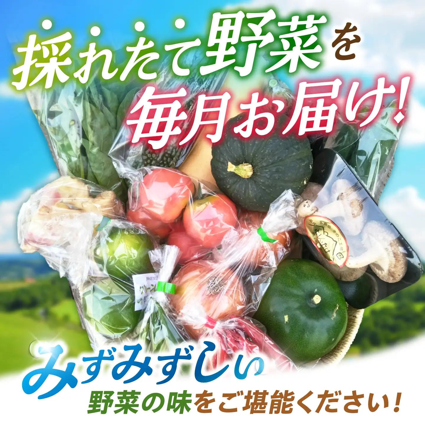 諫早のんのこ彩菜・詰め合わせ 10・12品目程度 / 季節 旬 野菜 やさい 春野菜 夏野菜 秋野菜 セット 詰め合わせ / 諫早市 / 肥前グローカル株式会社 [AHDI005]