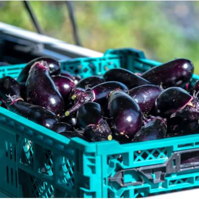 ふるさと納税 京都府 【毎月定期便】【産地直送】旬のお野菜詰め合わせ 京野菜セット6〜8種類 ネラの卵 6個付き全3回 |  | 01