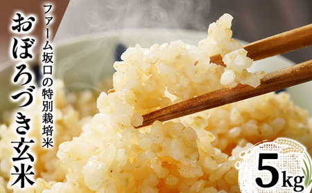 令和7年産!ファーム坂口の特別栽培米 おぼろづき玄米5kg
