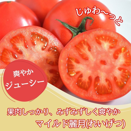 【やさしい甘さ】マイルド麗月トマト 2kg｜まろやか風味・産地直送の完熟トマト