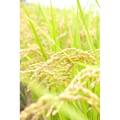 ふるさと納税 大和高田市 【2025年6月中旬発送】【令和6年】奈良県産 ヒノヒカリ 10kg (5kg×2) |  | 02