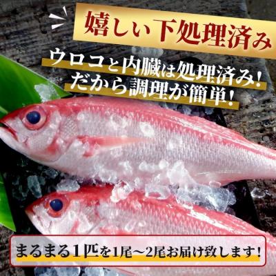 ふるさと納税 石垣市 【先行受付】高級ブランド魚 尖閣赤マチ 1〜2尾 合計約2kg 下処理済 【沖縄三大高級魚】 |  | 03