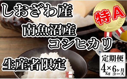 【令和8年産　新米予約】【定期便：４Kg×6ヶ月】生産者限定 契約栽培 南魚沼しおざわ産コシヒカリ【定期便 銘柄米 ブランド米 精米 こしひかり コシヒカリ 魚沼産 新潟米 産地直送 お米 米】【2026年10月上旬から1ヶ月以内に順次発送予定】