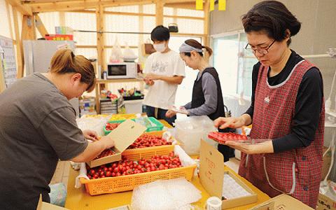 【2025年12月上旬～発送】【鹿児島県指宿市産】さくらんぼトマト 薩摩の恋心 35個入(シナジーブリーディング/010-373)トマト 美味しいトマト フルーツトマト サクランボ トマト ミニトマト