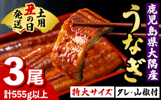 B57003 《土用の丑の日までに発送！》特大うなぎ蒲焼(有頭)(3尾・計555g以上、タレ、山椒付) 鹿児島 国産 大隅産 九州産 鰻 うなぎ ウナギ 蒲焼き うな丼 うな重 ひつまぶし 土用の丑の日 丑の日発送 スタミナ 冷凍 真空パック お土産 化粧箱 贈答 ギフト プレゼント 【一般社団法人きもつき宇宙協議会】
