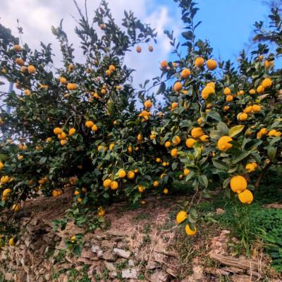 ふるさと納税 八幡浜市 愛媛県八幡浜市産 柑橘農家が育てたレモン 約3キロ【C24-40】 |  | 01