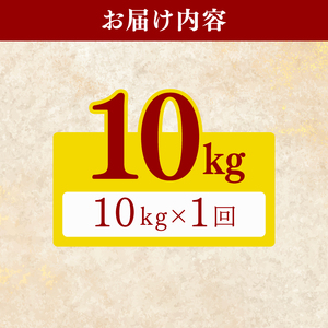 令和8年産 新米 こしひかり 10kg 新米