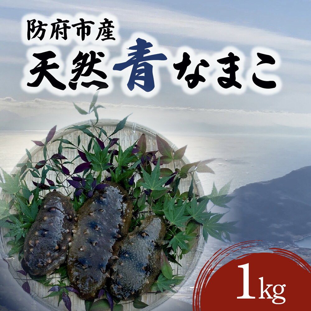 【ふるさと納税】防府市産天然青なまこ1kg 凪翔政栄丸 山口県 防府市 A-F32 青なまこ ナマコ 活き 瀬戸内海 珍味 このわた 海鮮 おつまみ 刺身