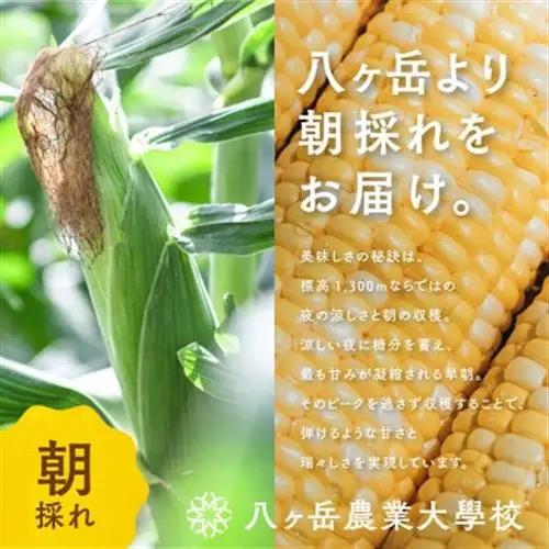 【2026年先行予約】朝採れ直送 フルーツのような甘さ『皮付き』生とうもろこし10本【配送不可地域：離島】【1643138】