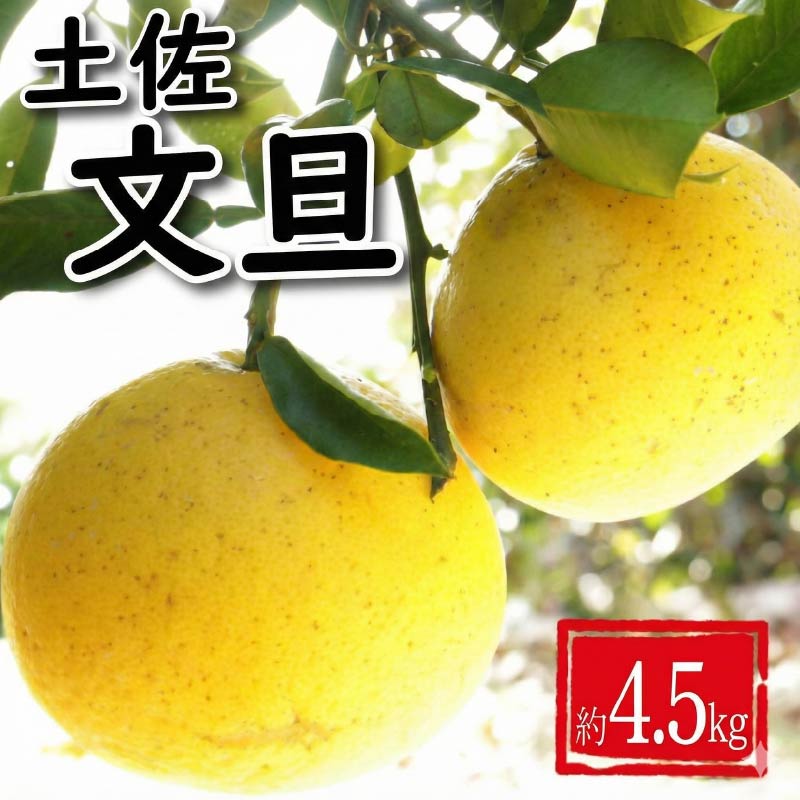 【ふるさと納税】 選べる 訳あり 土佐文旦 約4.5kg みかん 蜜柑 文旦 果物 柑橘 文旦 ビタミンC 健康 美容 農園 直送 サイズミックス エニシトラス 愛媛県 愛南町 発送期間:2025年2月中旬〜(なくなり次第終了)
