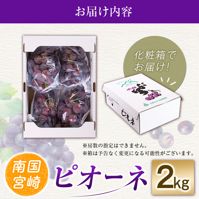 【E238】【令和8年発送 先行予約】小林市産 ピオーネ 2kg（ぶどう ブドウ ピオーネ フルーツ 果物 くだもの 先行受付 限定）_イメージ5