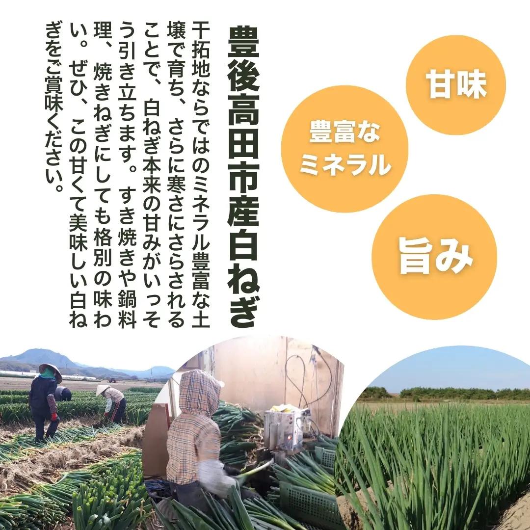 長ねぎ 白ねぎ 3kg前後 新鮮＆産地直送 | 長葱