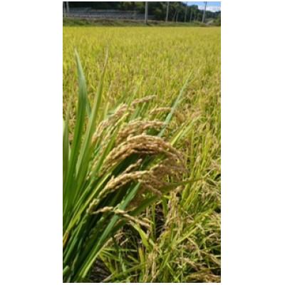 ふるさと納税 むかわ町 ななつぼし　精米　5kg |  | 01