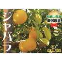 【ふるさと納税】紀州かつらぎ山のジャバラ果実＜完熟＞約3kg★1月中旬～2月中旬発送★ | じゃばら果実 みかん フルーツ 果物 ふるさと納税 返礼品 先行予約 完熟