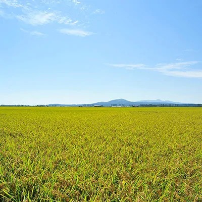【2ヵ月毎定期便】あきたこまち精米5kg全3回【配送不可地域：離島・沖縄県】