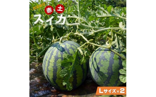 【先行予約】奥能登 赤土スイカ 2玉（Lサイズ）【2026年7月25日以降順次発送予定】/ すいか スイカ 令和8年産 果物 野菜 西瓜 フルーツ ジューシー 奥能登 能登半島