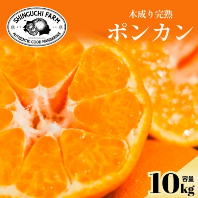 
            創業百八年 愛媛みかんの老舗＜ポンカン10kg＞家庭用＜新口農園＞＜G70-25＞【1470663】
          