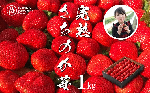【先行受付】1月発送【農家直送】熊本県宇土市産 完熟さちのか苺 1kg(500g×2箱) _U74-0045_01