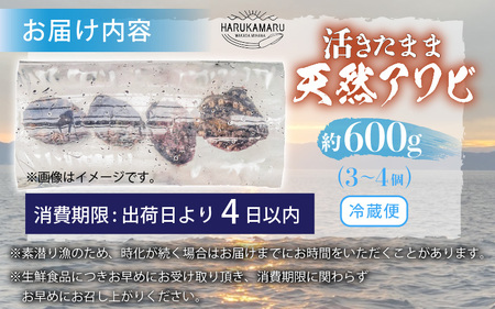 天然 あわび 約600g 海水パックにて活きたままお届け！あわび  [m36-d001]